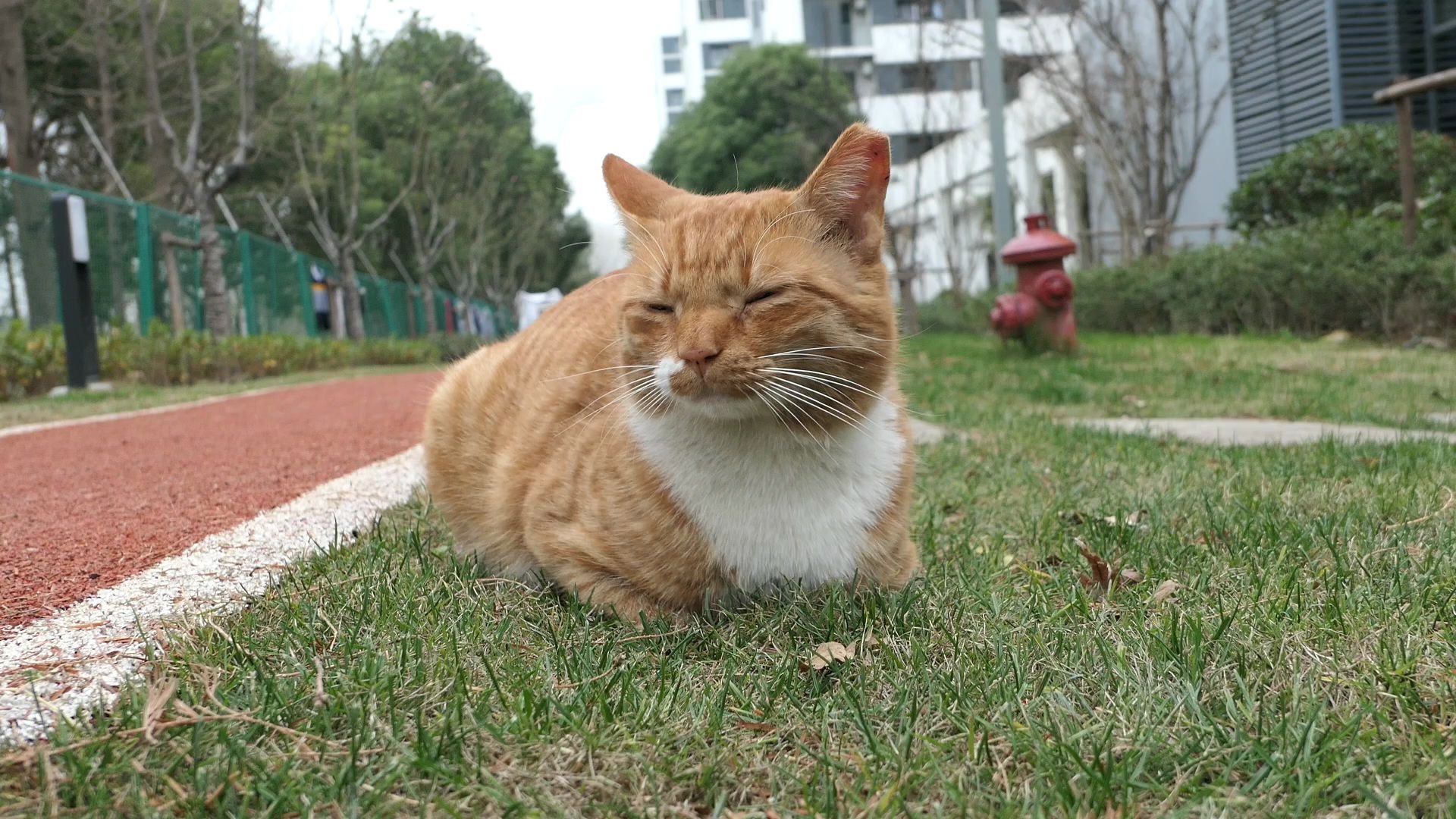 一只小黄猫 lx10