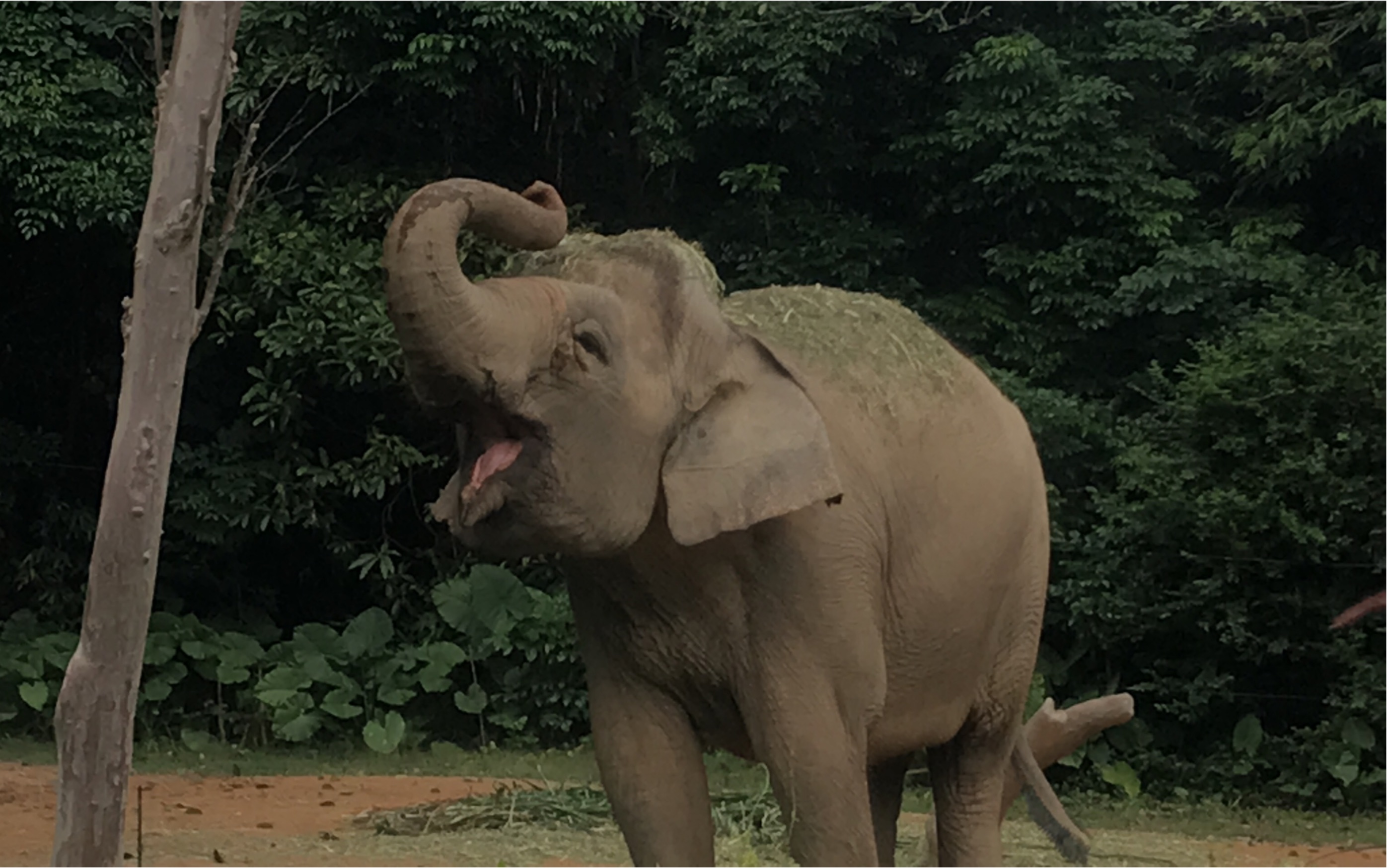 长隆野生动物世界探亲一日游