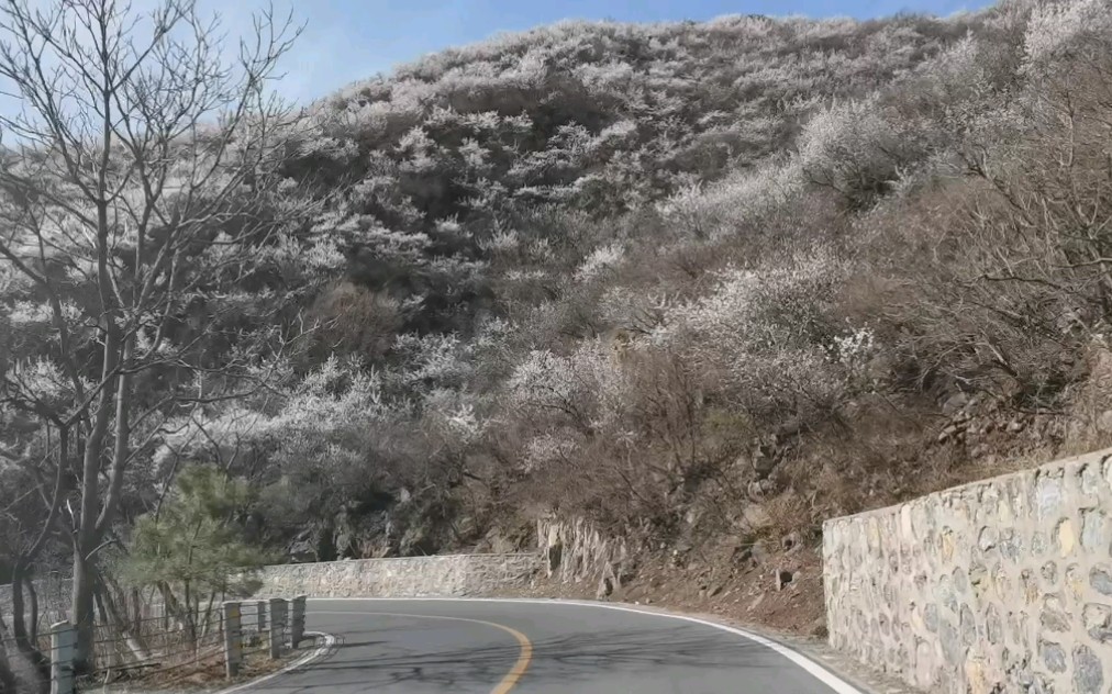 [图]寻觅北国之春：山桃花开，遍野粉雪，满山关不住的妙峰春色