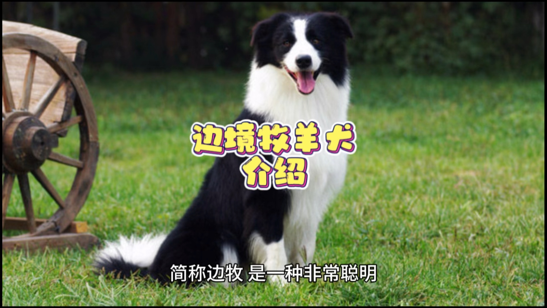 第9期:边境牧羊犬介绍