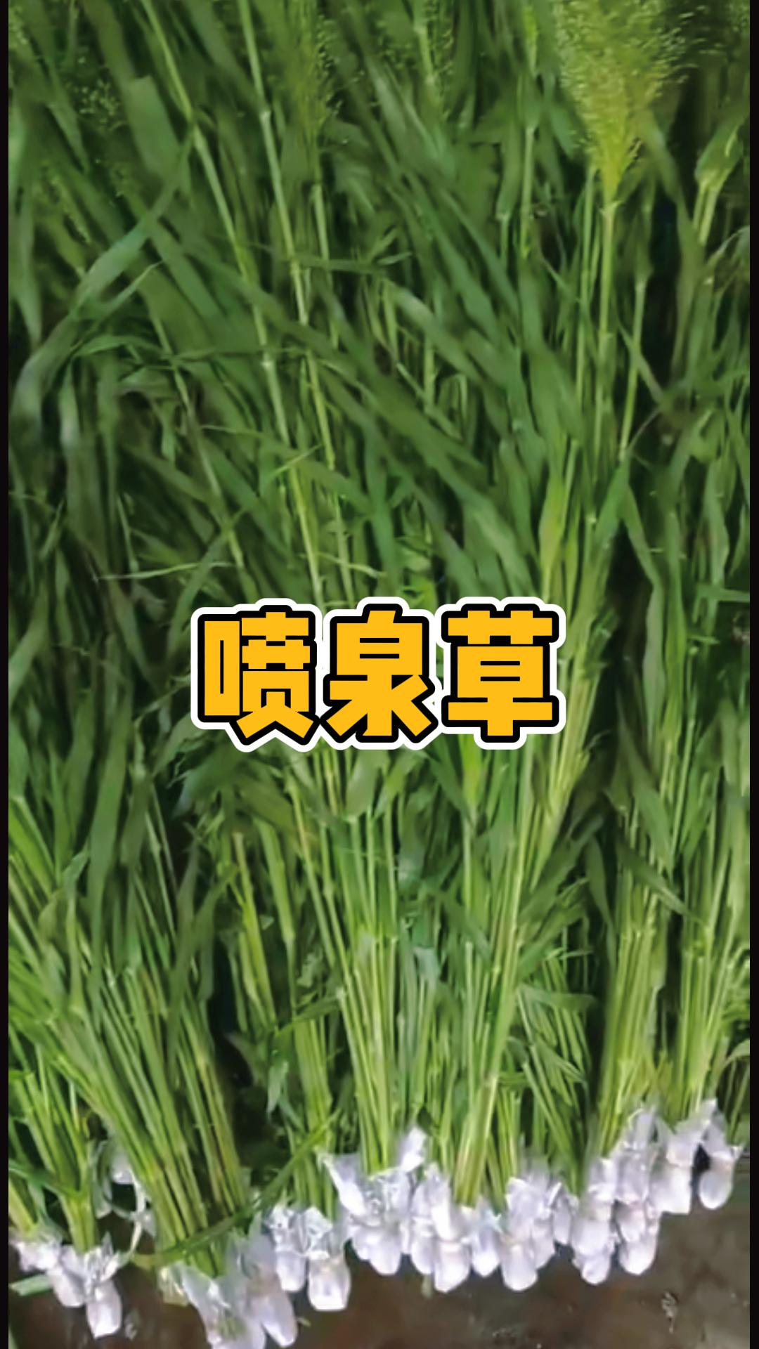 仙仙的喷泉草!哔哩哔哩bilibili