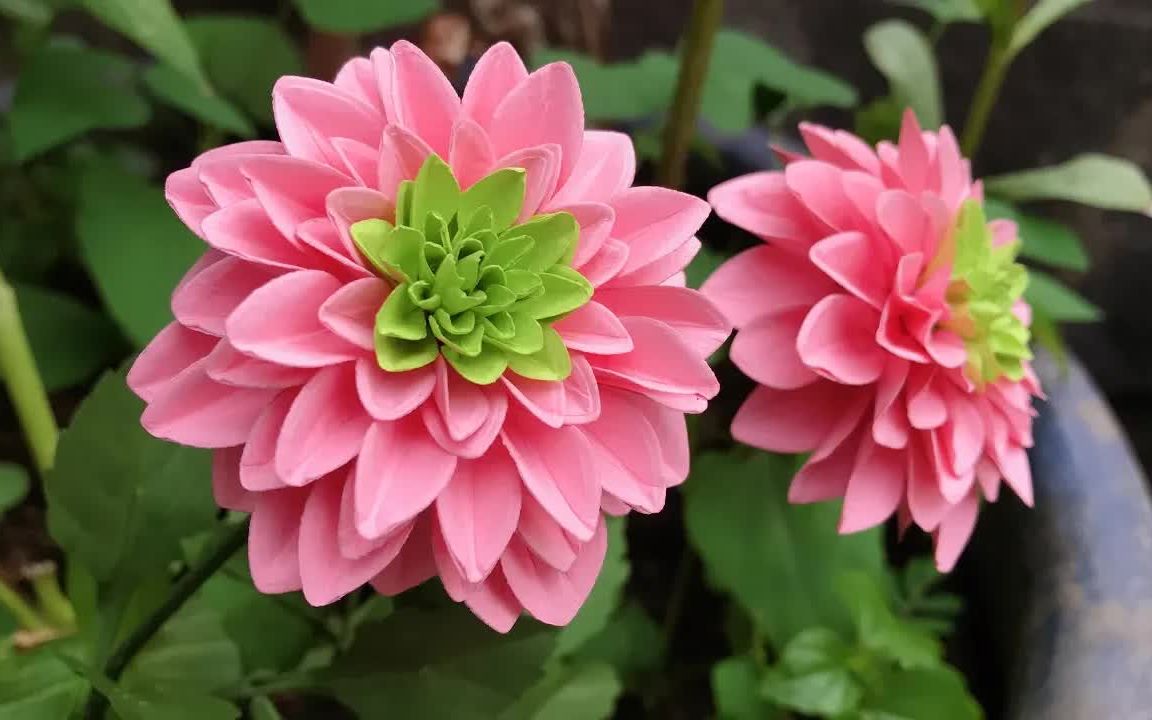 abc tv  how to make dahlia paper flower #1 flower die cuts