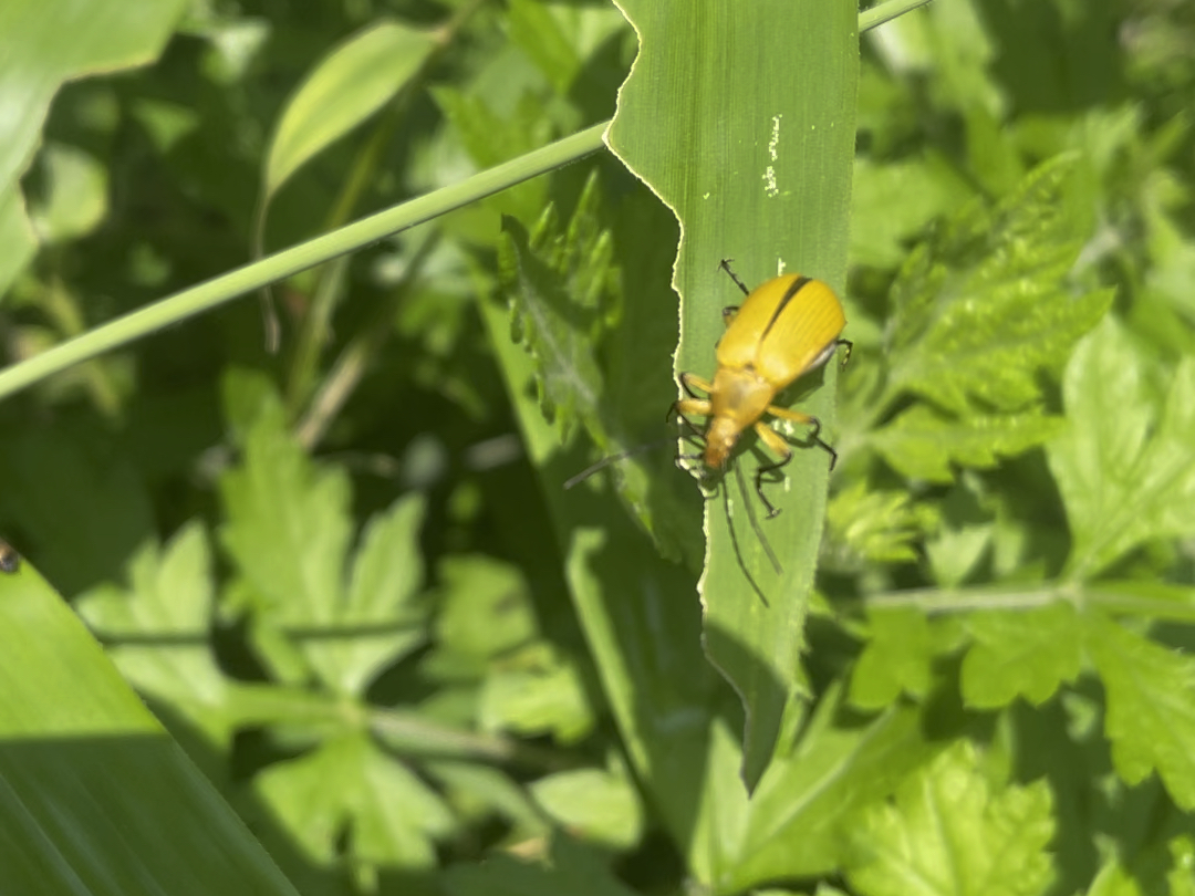 不知名黄壳虫,谁来鉴定?