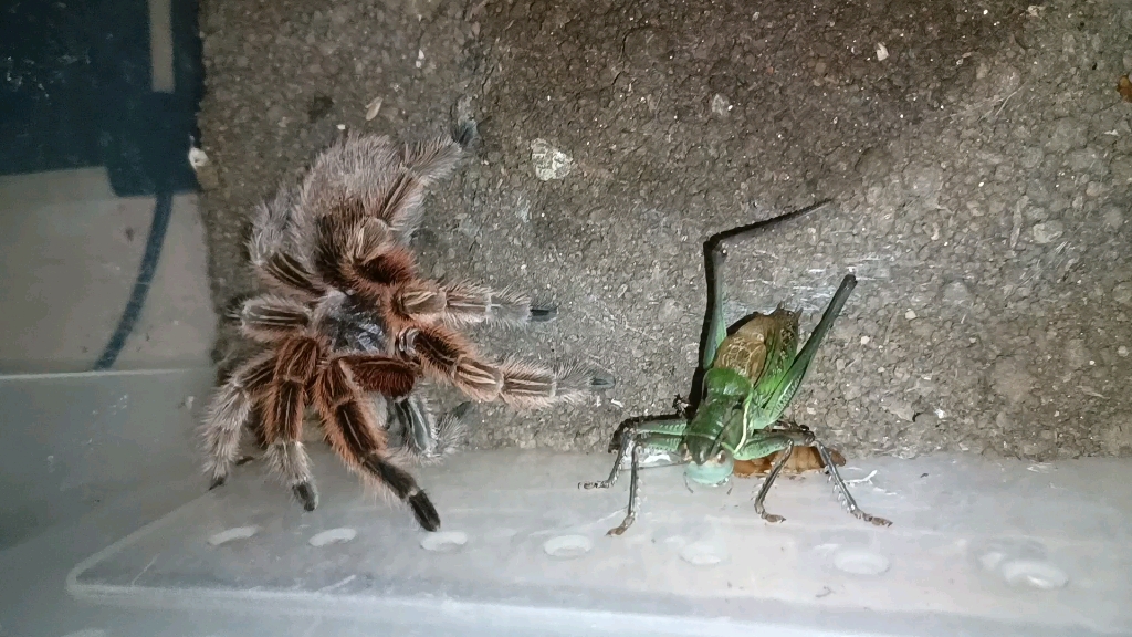 喂一只把自己附节玩掉了的蝈蝈_哔哩哔哩_bilibili