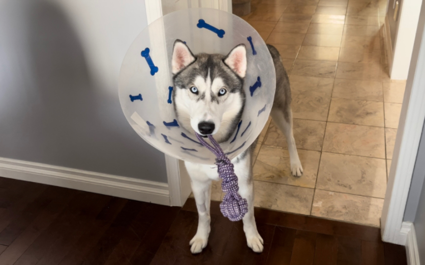 【大二哈karry】头套已与我融为一体