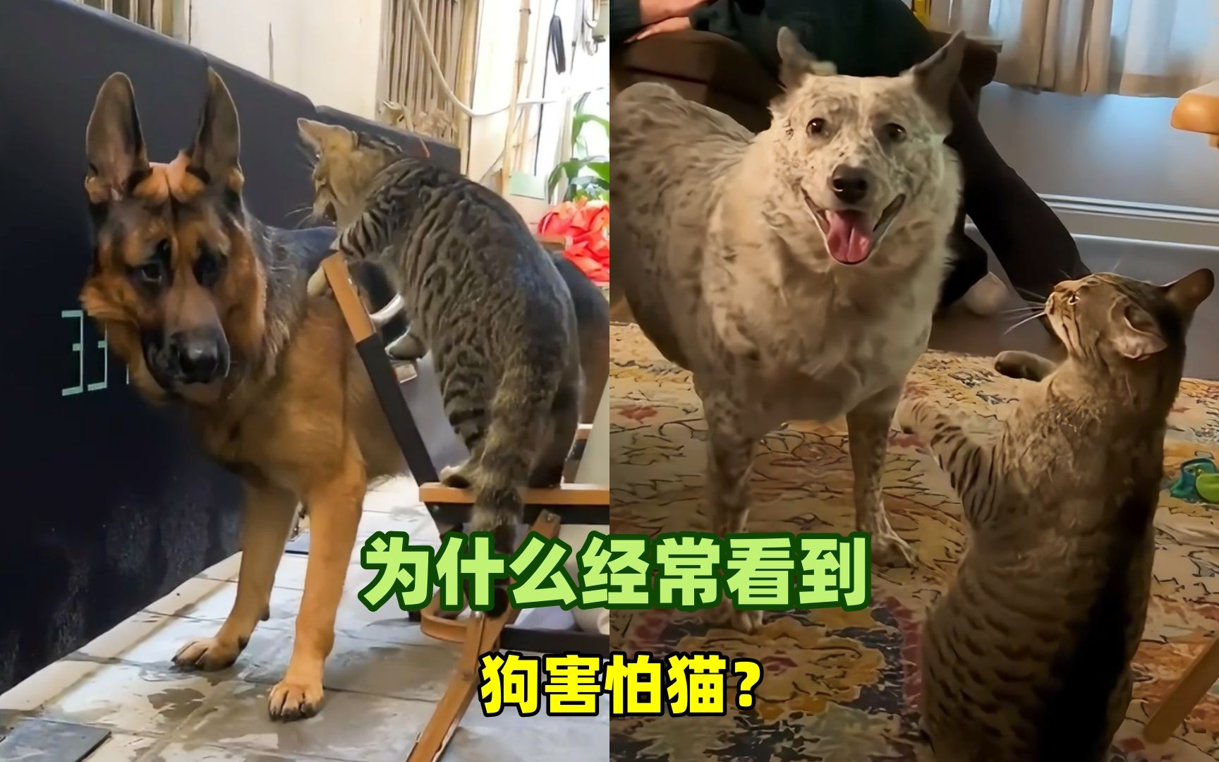 为什么经常看到到狗狗害怕猫咪?哔哩哔哩bilibili