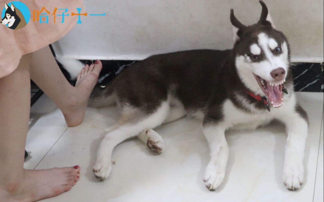 哈士奇踩我尾巴是要付出代价的被吓得不轻吧