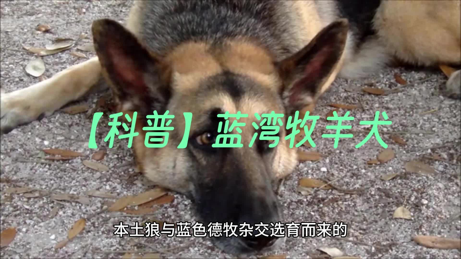 【科普】關於藍灣牧羊犬的一些錯誤認知