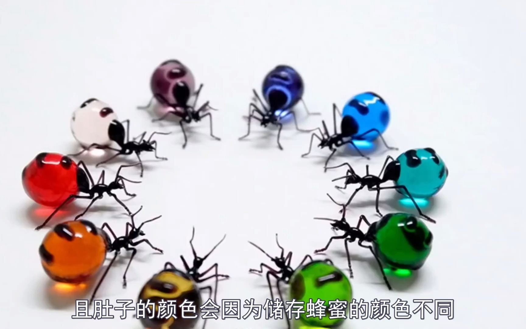 储存蜂蜜的彩色蜜罐蚁 不同花蜜颜色也都不一样