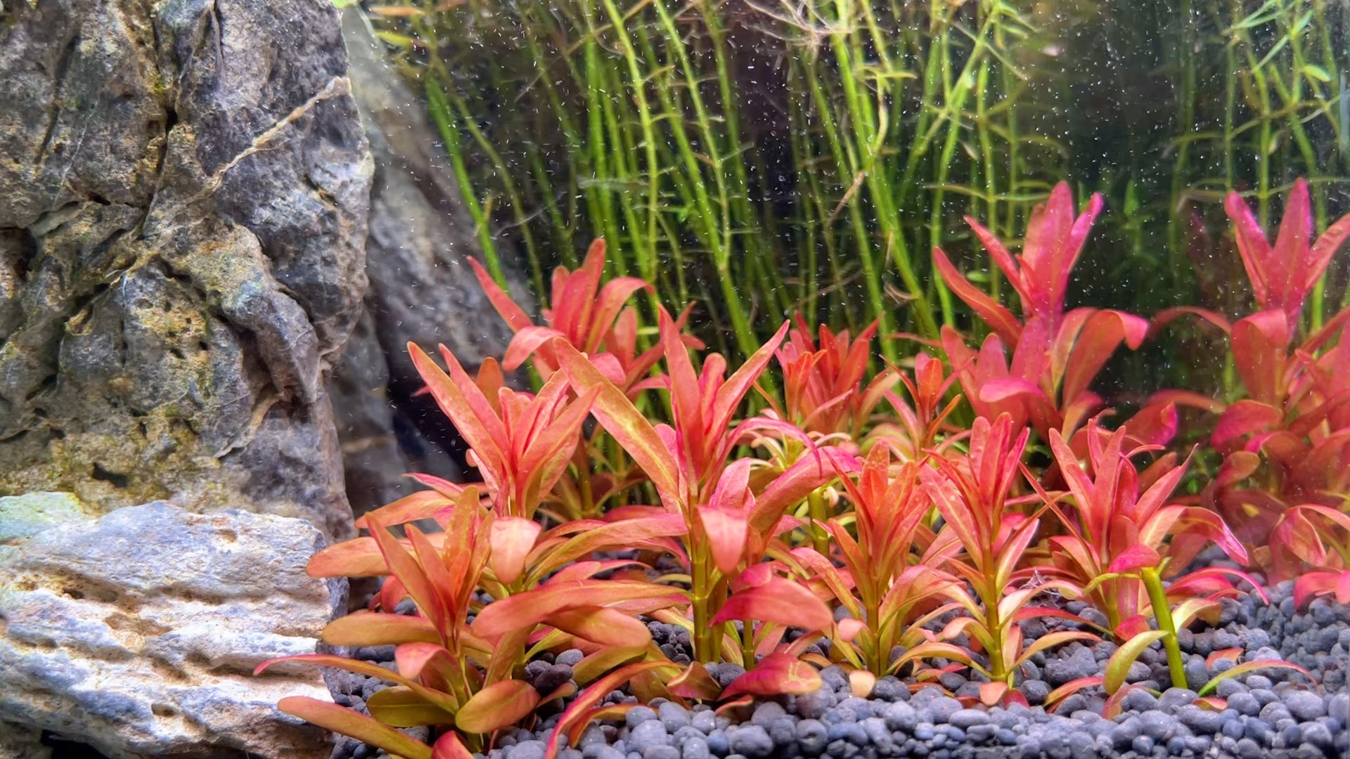 记录一下刚刚种下去的夕烧水草