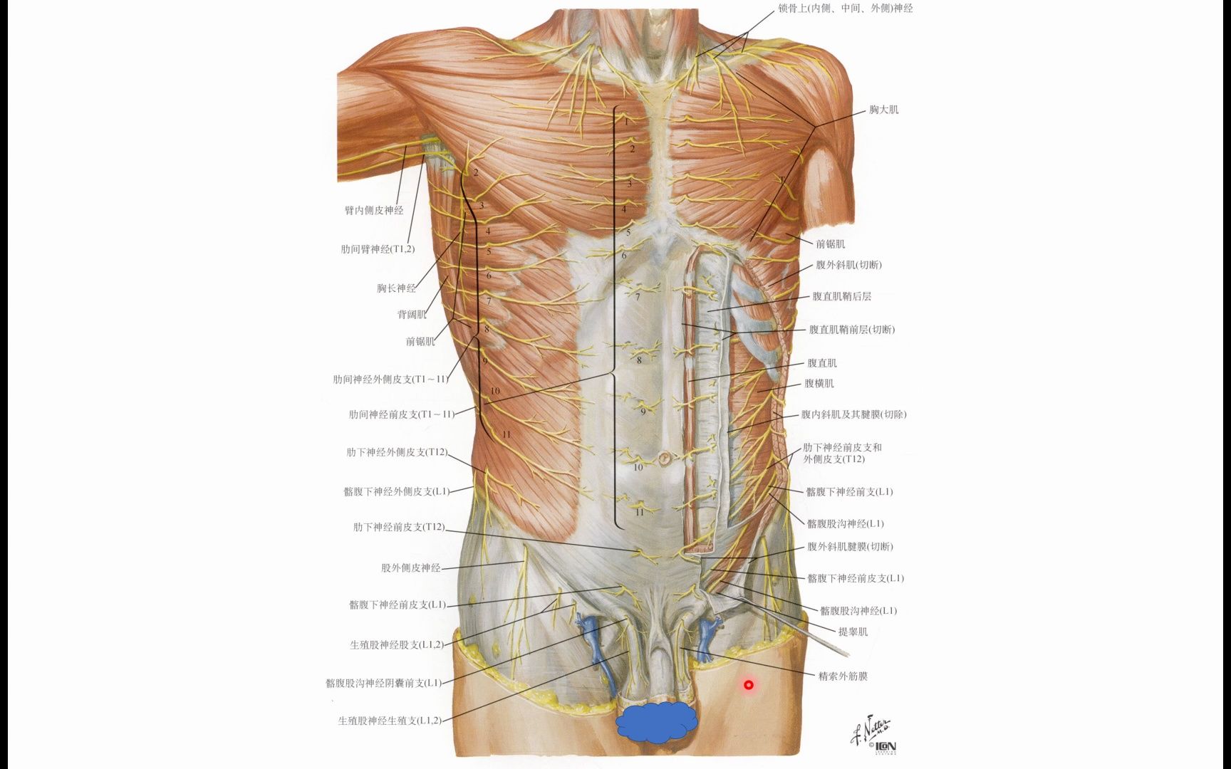 腹部神经支配区域图图片