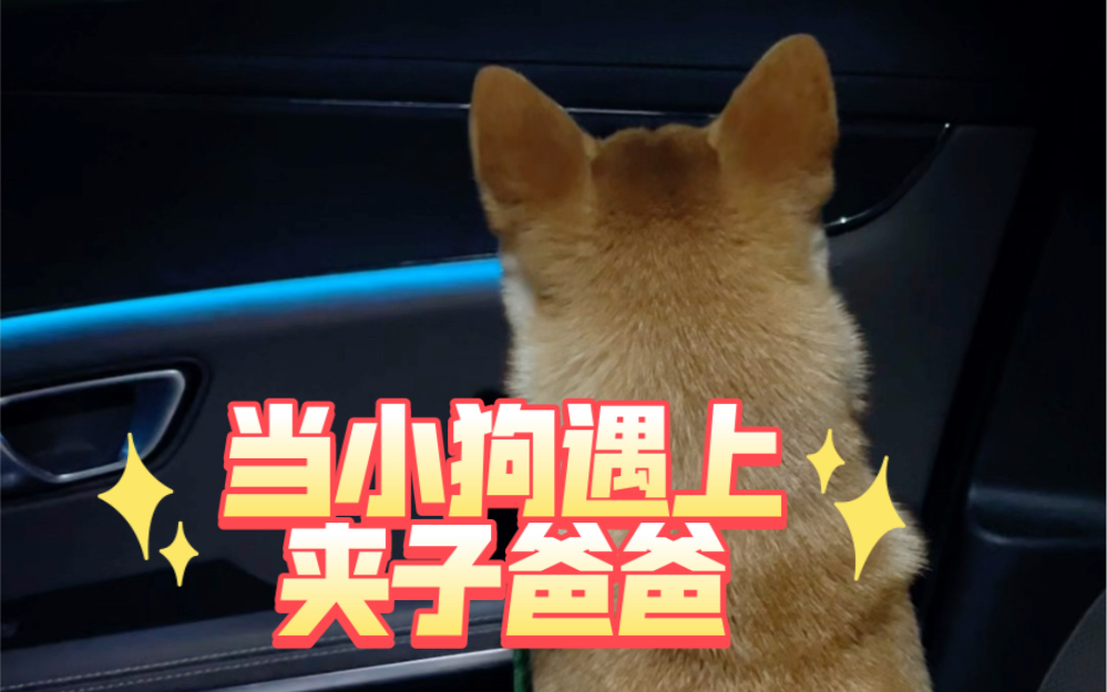 等待爸爸的望眼欲穿小狗和见到小狗的夹子爸爸