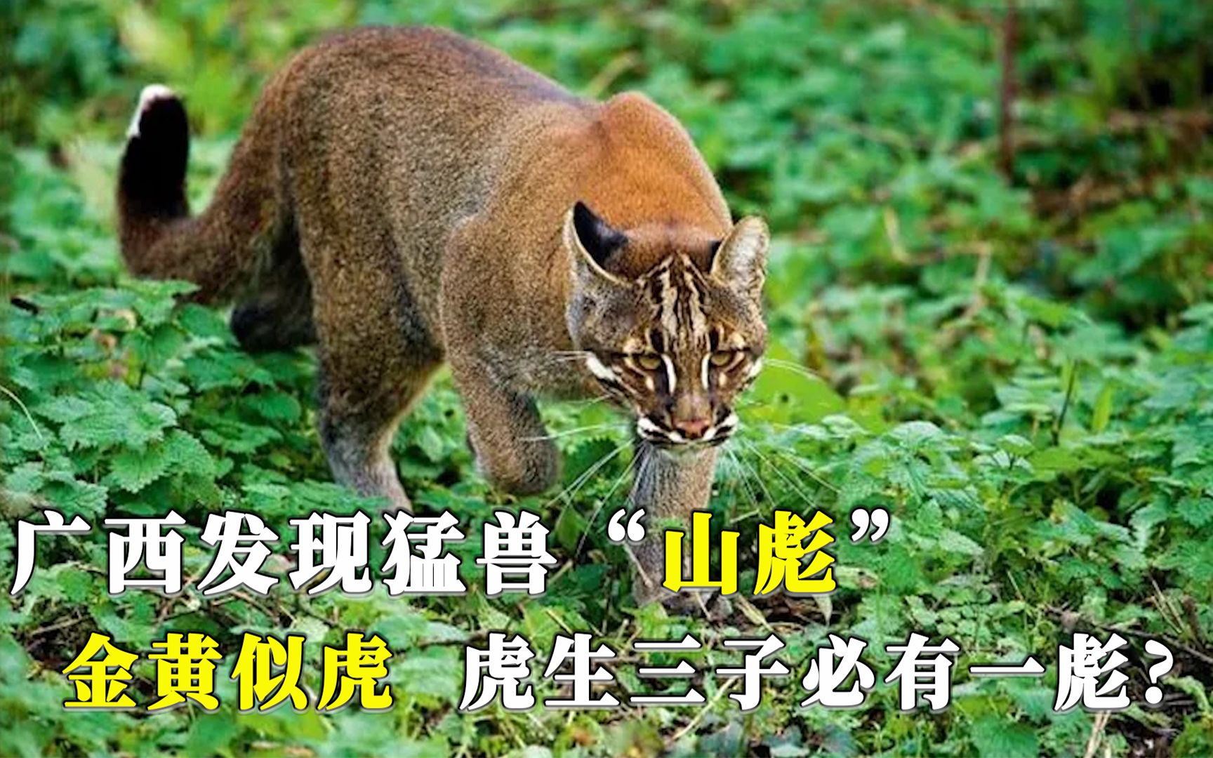 广西发现猛兽"山彪",通体金黄似虎,虎生三子必有一彪是真的?