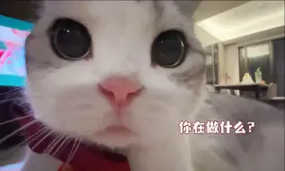 Tải video: 养了7年的猫突然偷感很重