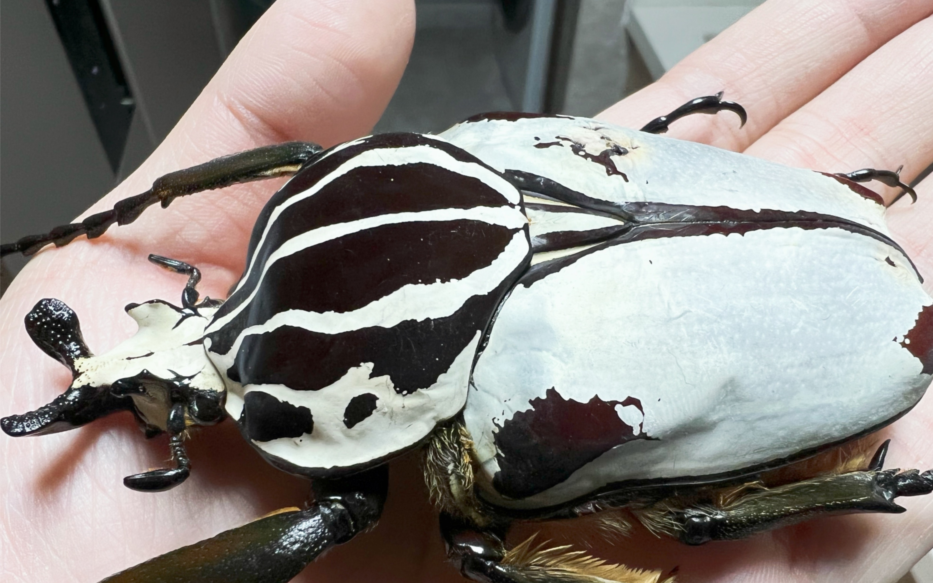 97mm特殊花色歌利亚大角花金龟ggq