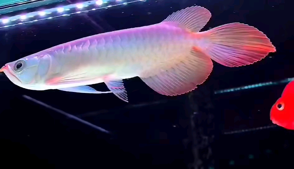 冠军级别纯血统印尼大湖弘鳍巨尾豪华臀