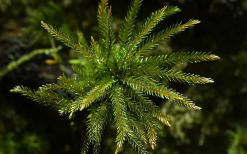 [图]我想你应该没有见过苔藓生长瞬间吧。这是生命的力量，七种苔藓生长过程。