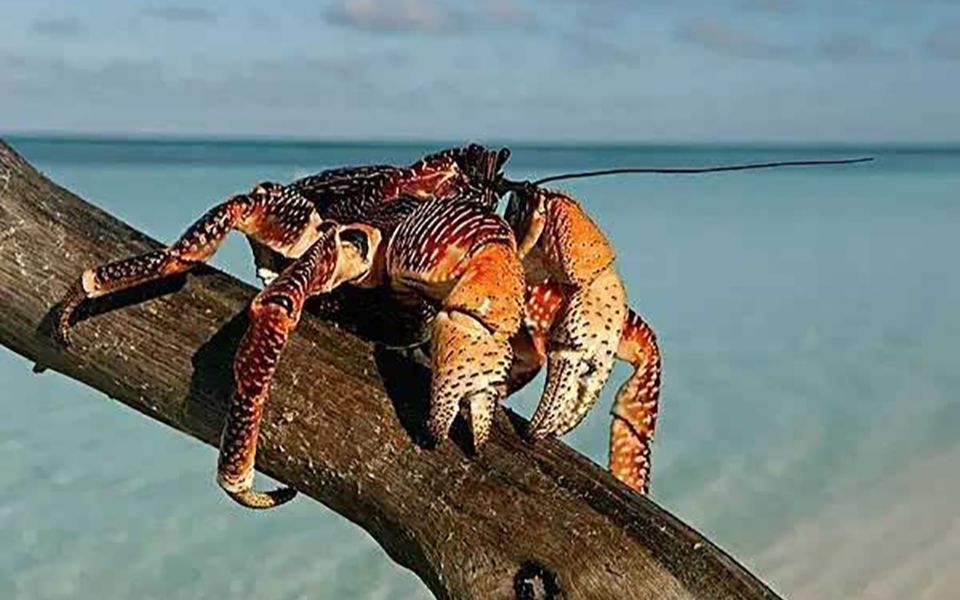 徒手开椰子的魔鬼椰子蟹