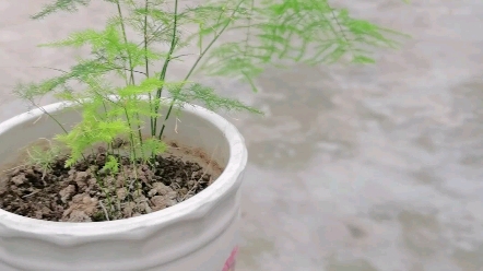 我的文竹发芽了