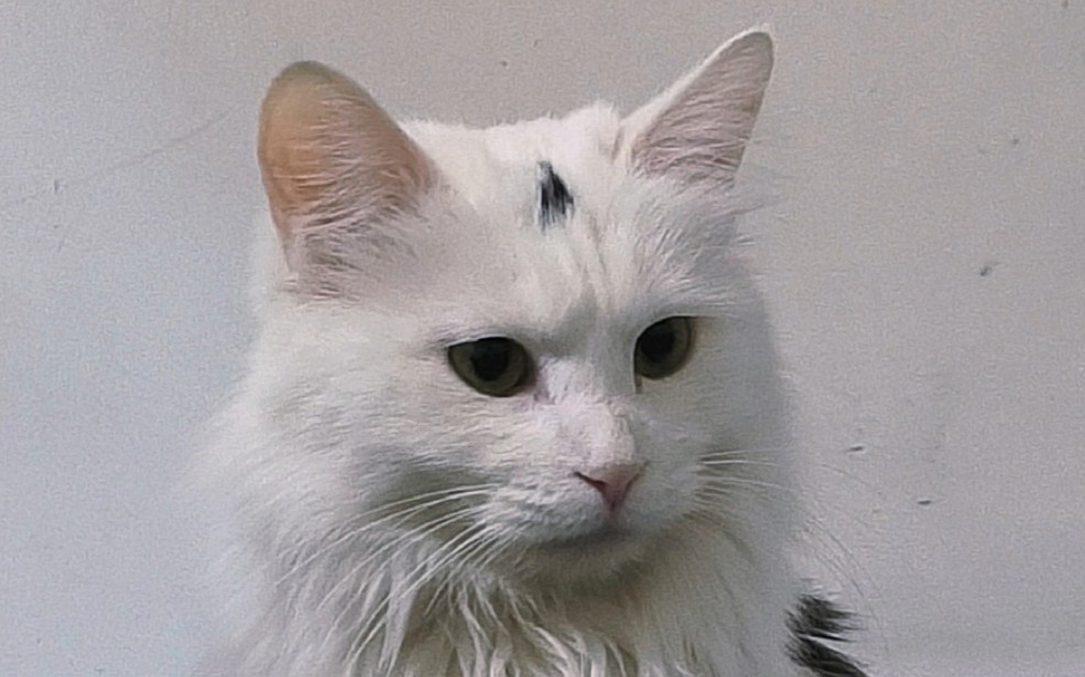 愁眉苦脸猫