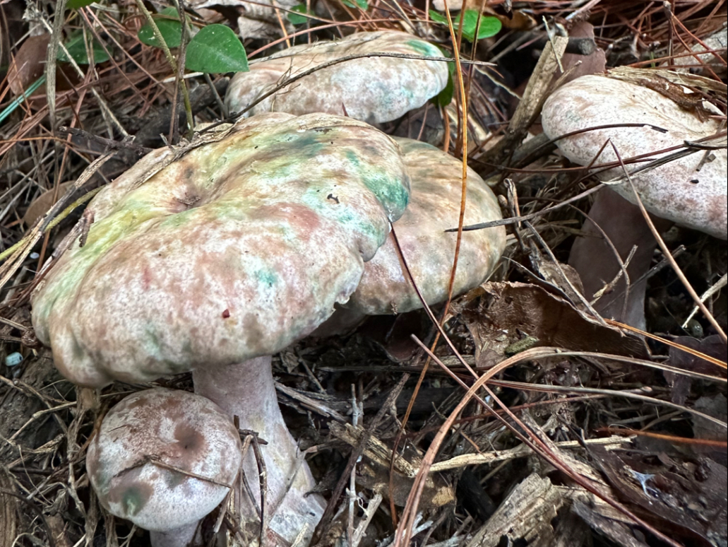 这根树的乌枞菌长得最快,有个头啦!