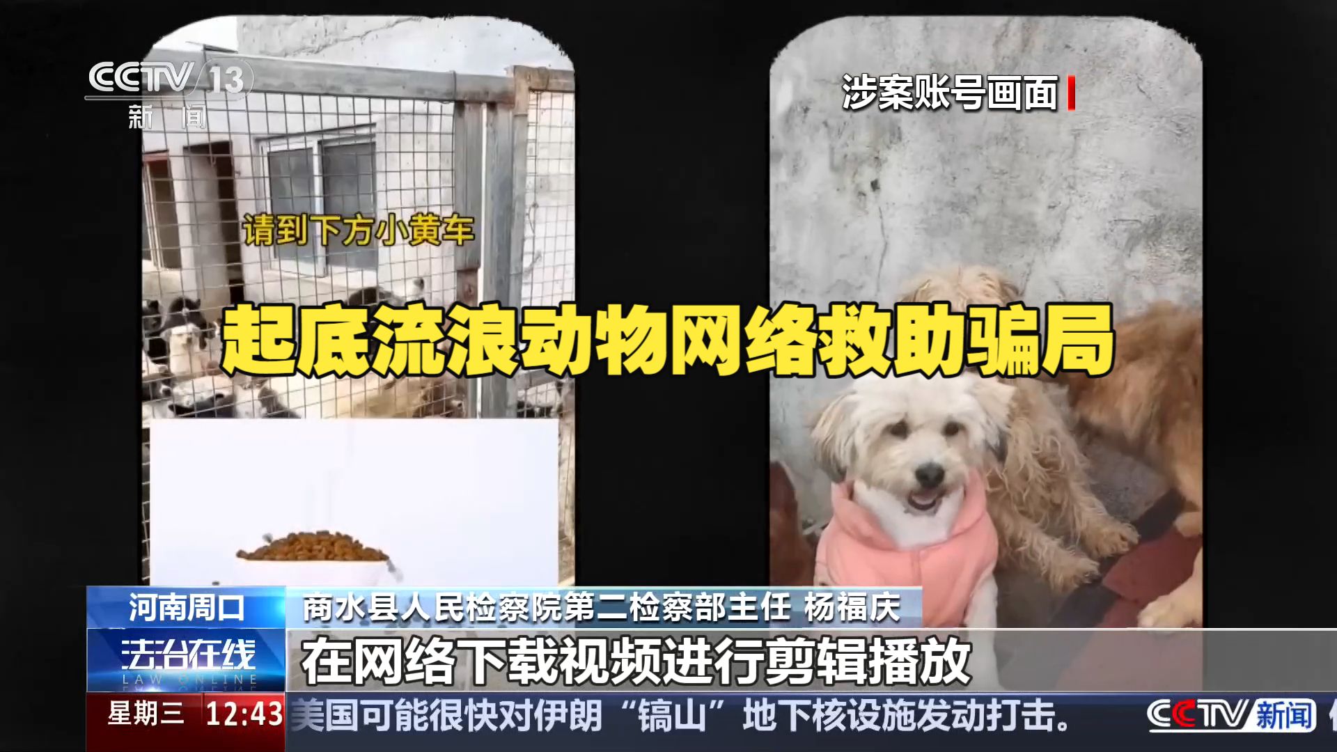 法治在线 | 起底流浪动物网络救助骗局