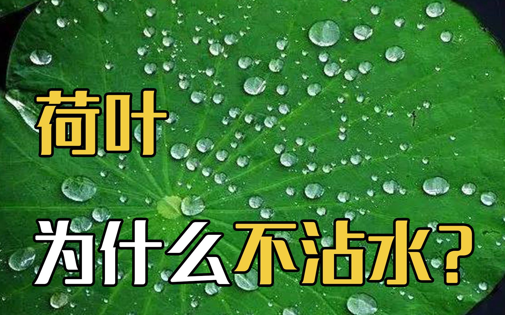 荷叶为什么不沾水?高倍显微镜下观察叶片,了解荷叶的秘密哔哩哔哩bilibili