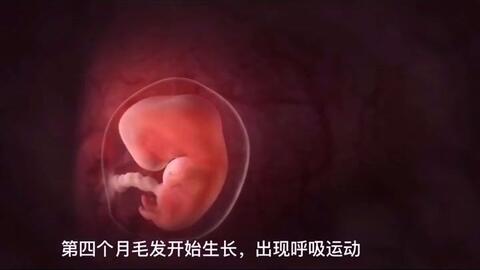 十月怀胎 每个孕妈肯定都会好奇 胎宝宝在肚子里面长成什么样了 今天我们就来看看 医学科普 胎儿发育 哔哩哔哩 Bilibili