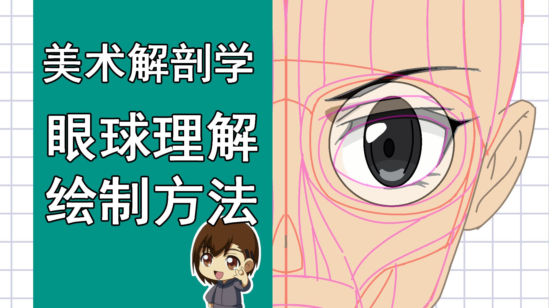 美术解剖学-20-眼球理解练习方法