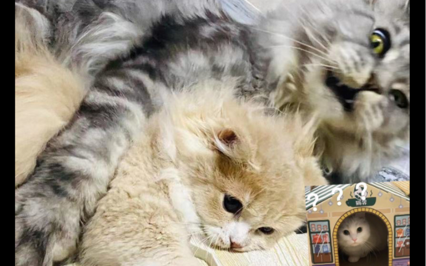 【郑丹妮】维c喜欢缅因 椰奶是小gay猫 喜欢维c?猫咪大三角出现了