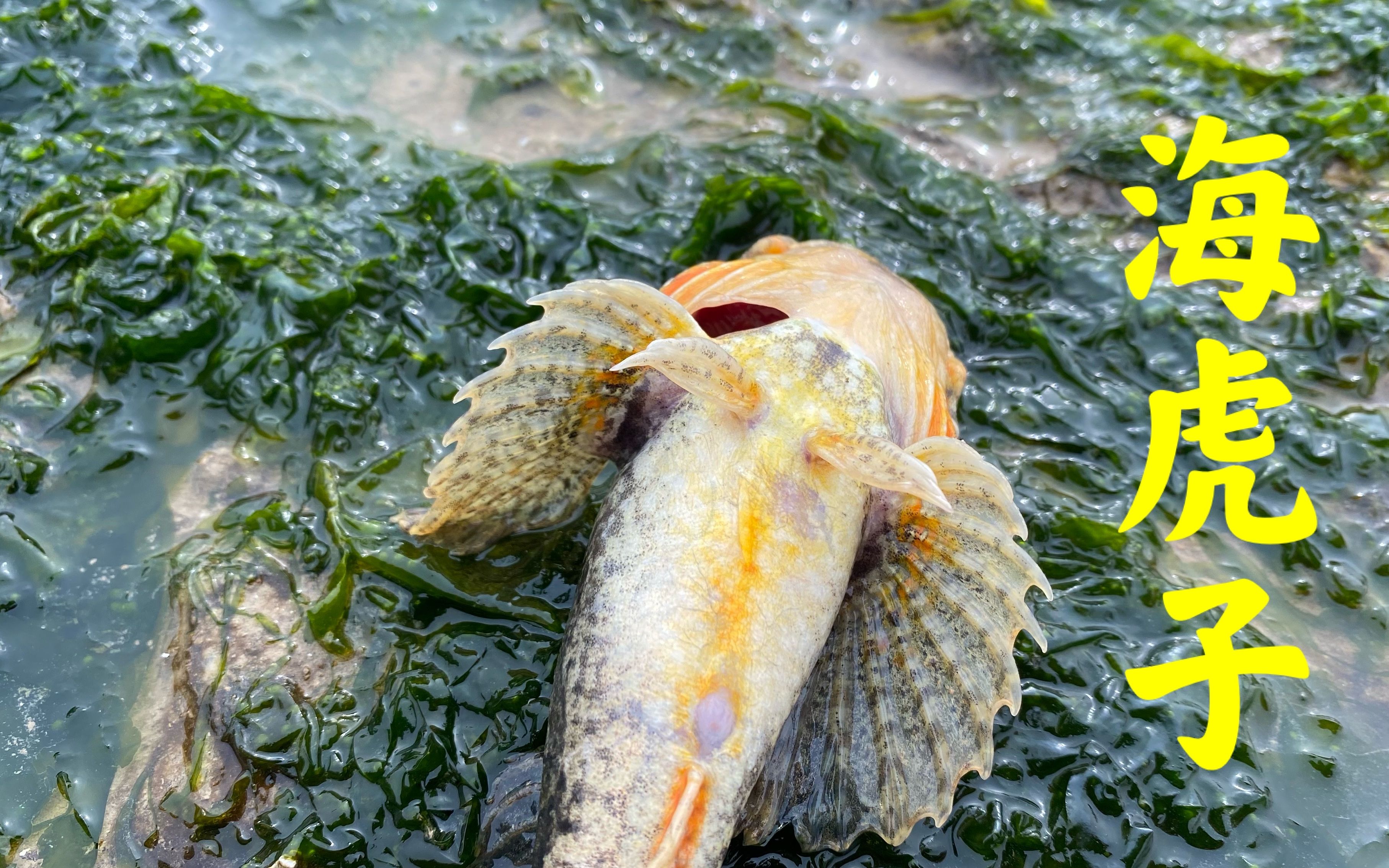 大海退潮后,大洋赶海发现沙滩上露出两只眼睛的鱼,好多比目鱼