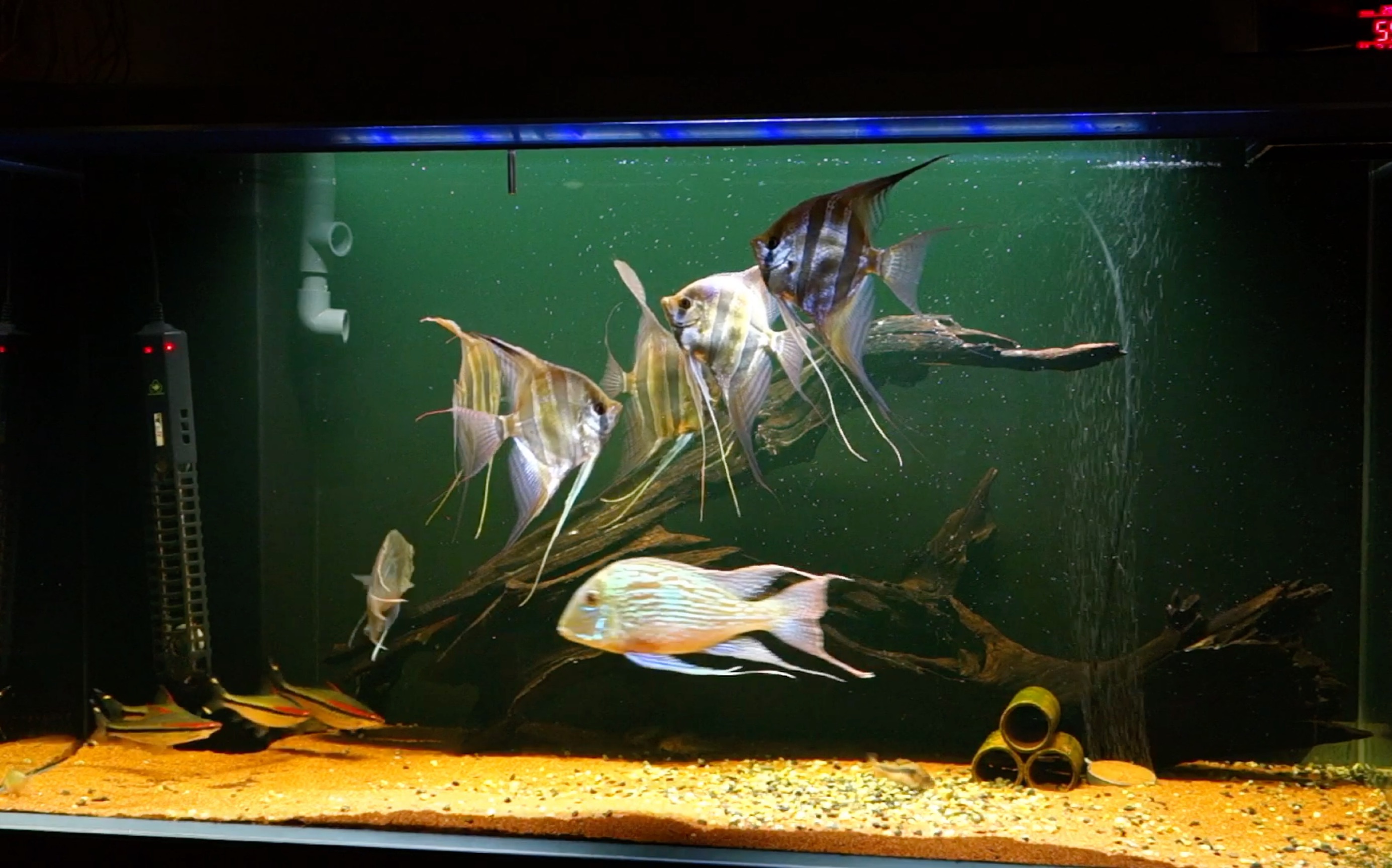 南美缸近况……埃及神仙