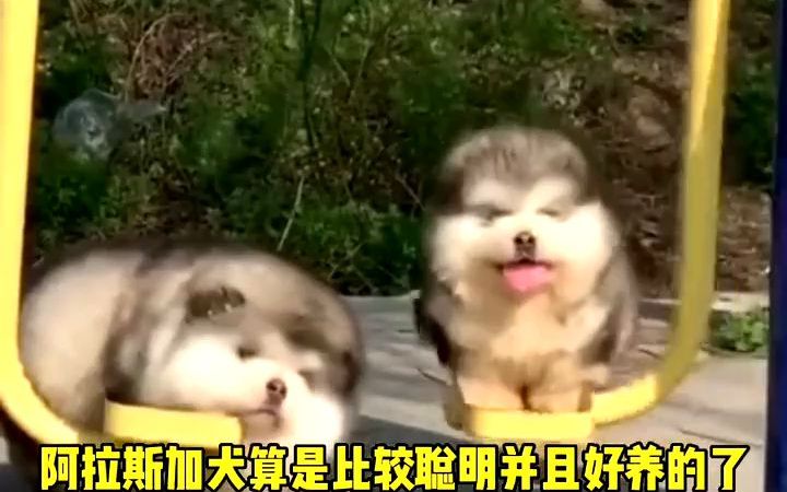 阿拉斯加犬好养吗,阿拉斯加犬怎么养#阿拉斯加好养吗#阿拉斯加犬怎么养#阿拉斯加幼犬哔哩哔哩bilibili