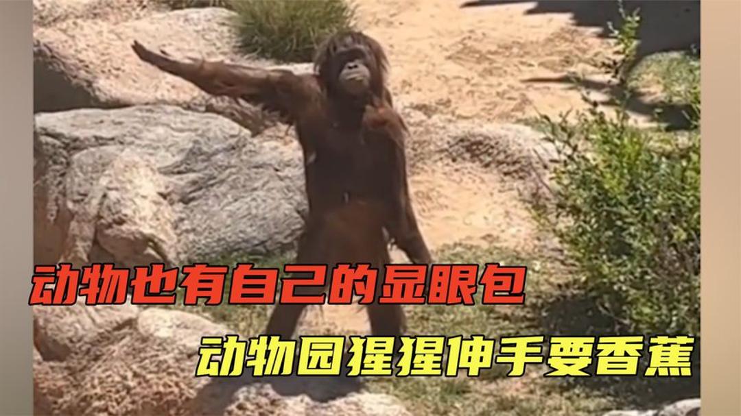 每个物种都有自己的显眼包,动物园猩猩伸手要香蕉,孔雀对鸡开屏