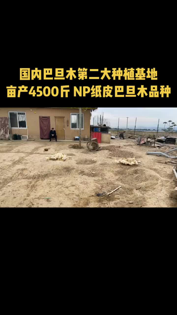 三门峡巴旦木卖苗图片