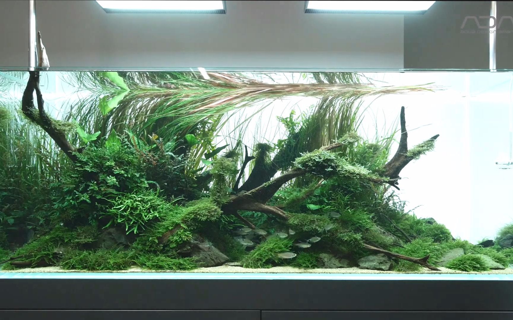 ada150厘米水景制作原生河床的秘境