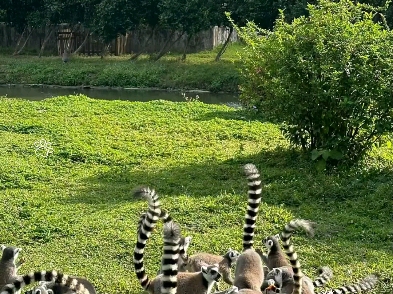 这是树懒的一种吗?