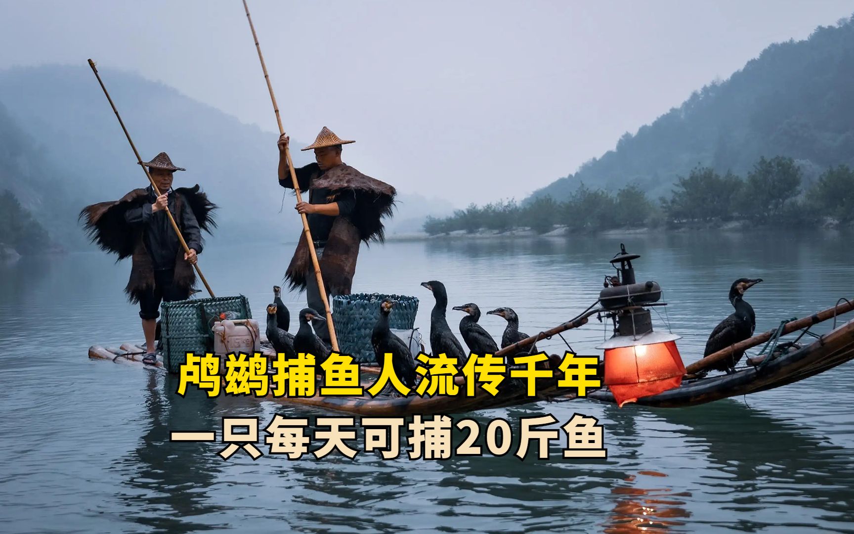 民间鸬鹚捕鱼人,从鸟蛋开始着手培养,成年鸬鹚1天可捕捉20斤鱼哔哩哔哩bilibili