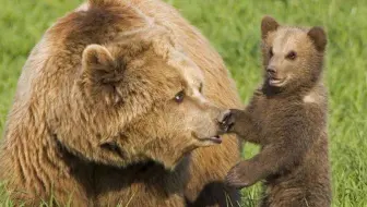 熊的故事子熊故事美洲狮追赶小熊片段 哔哩哔哩 Bilibili