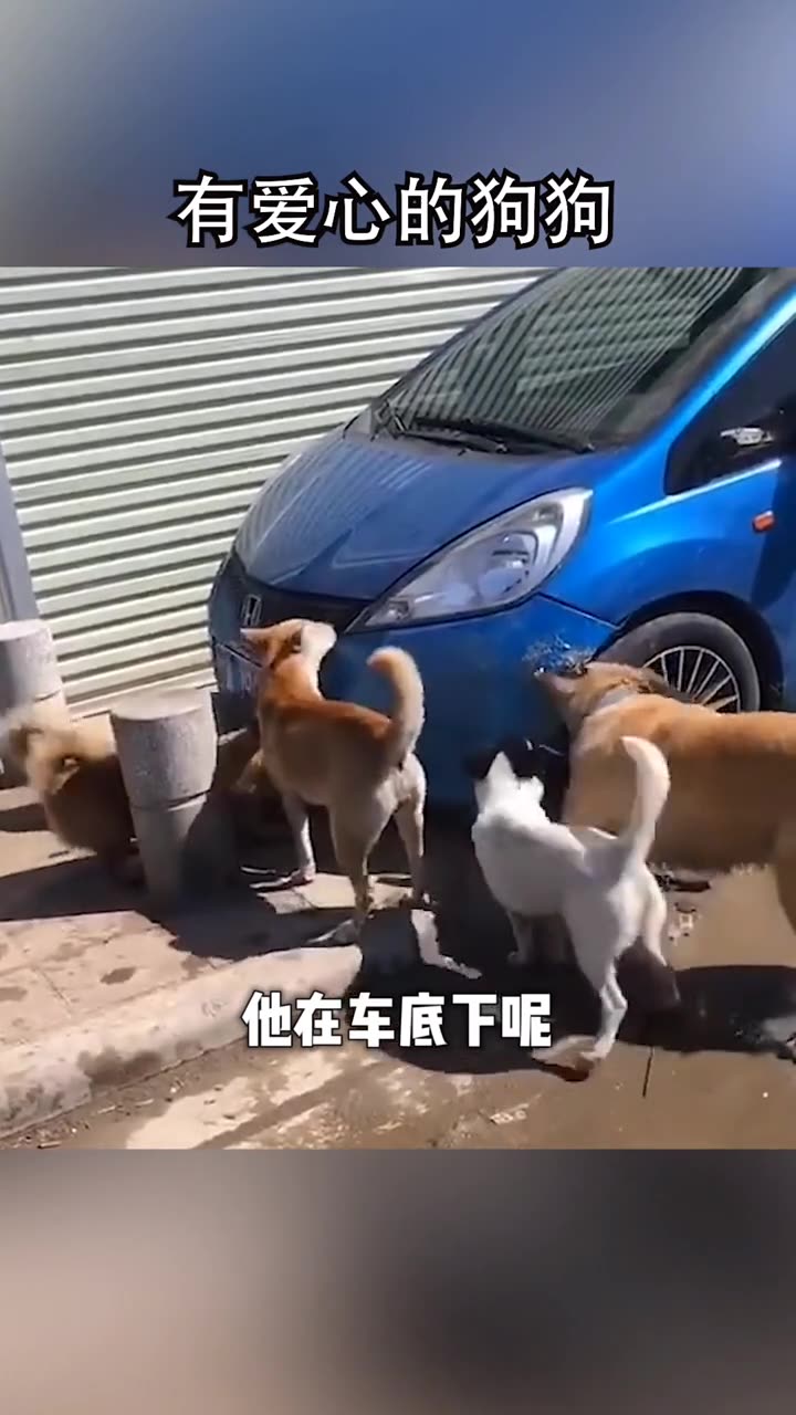 阿杜我应该在车底不应该在车里