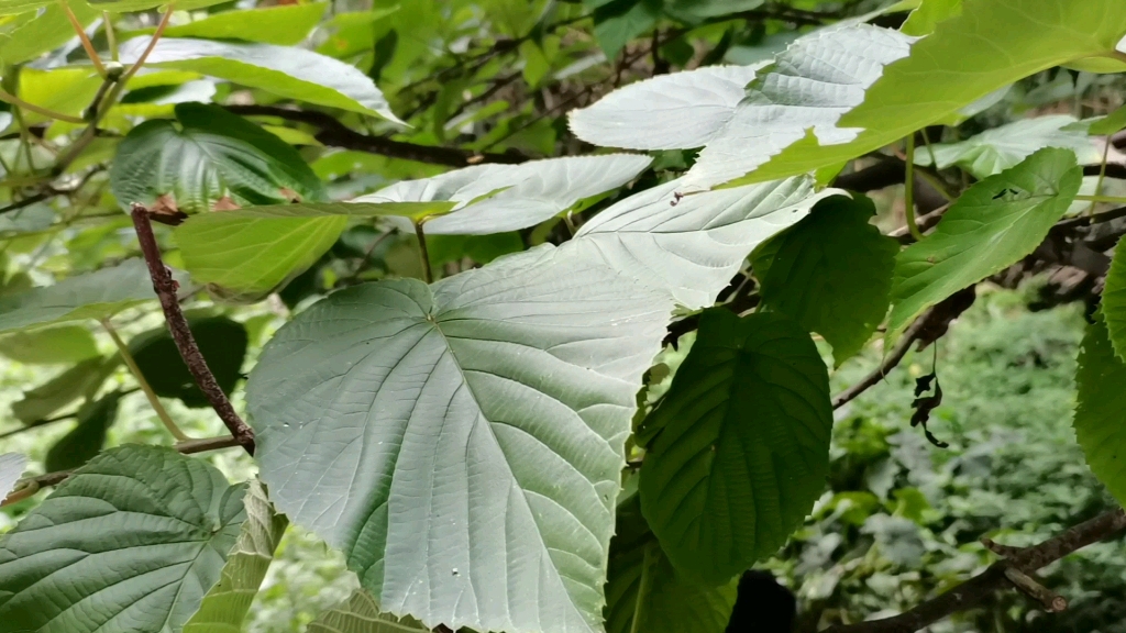 部分植物科属种名哔哩哔哩bilibili