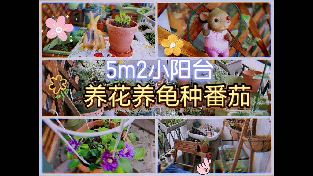 【阳台菜园】5m2小阳台种了40盆水果蔬哔哩哔哩bilibili