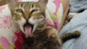 粉笔画 画一只蹭吃蹭喝的狸花猫 哔哩哔哩 つロ干杯 Bilibili