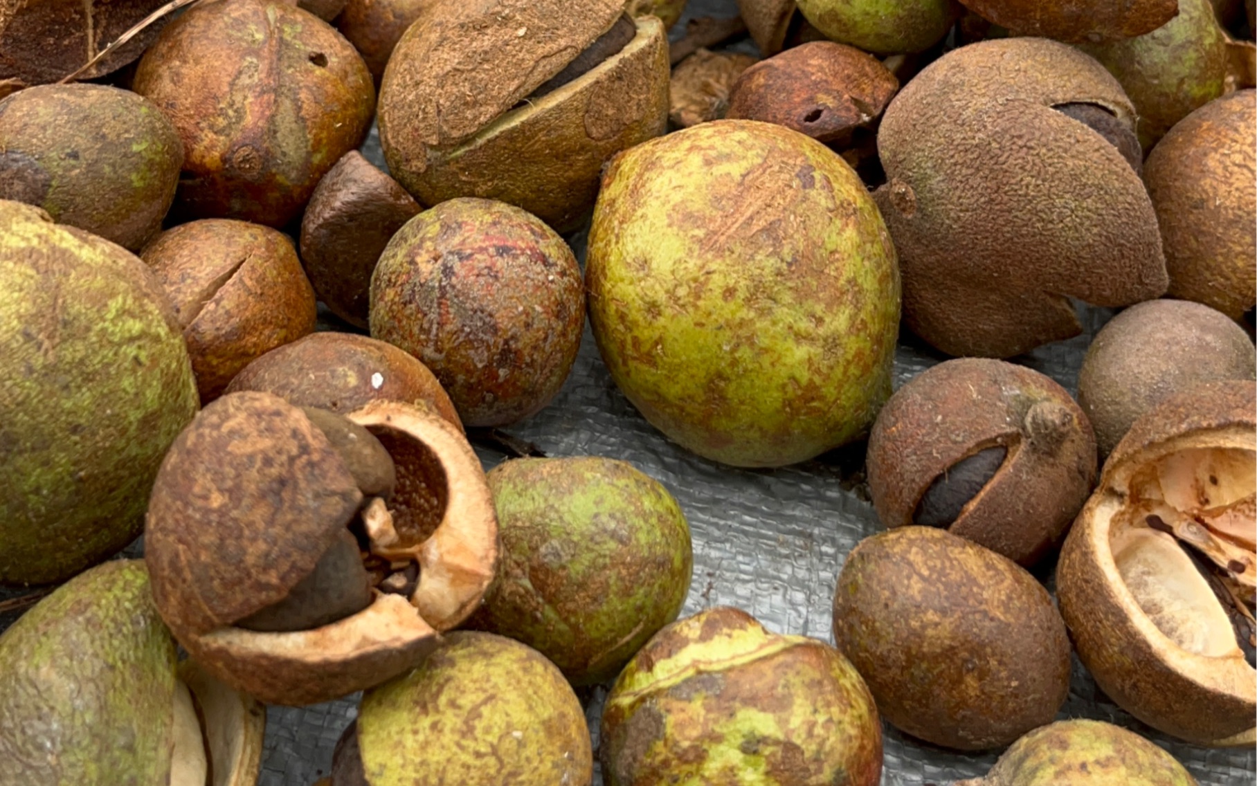 油茶子熟了,茶油就是这个榨.刚摘回来晒两天就可以剥外壳了.