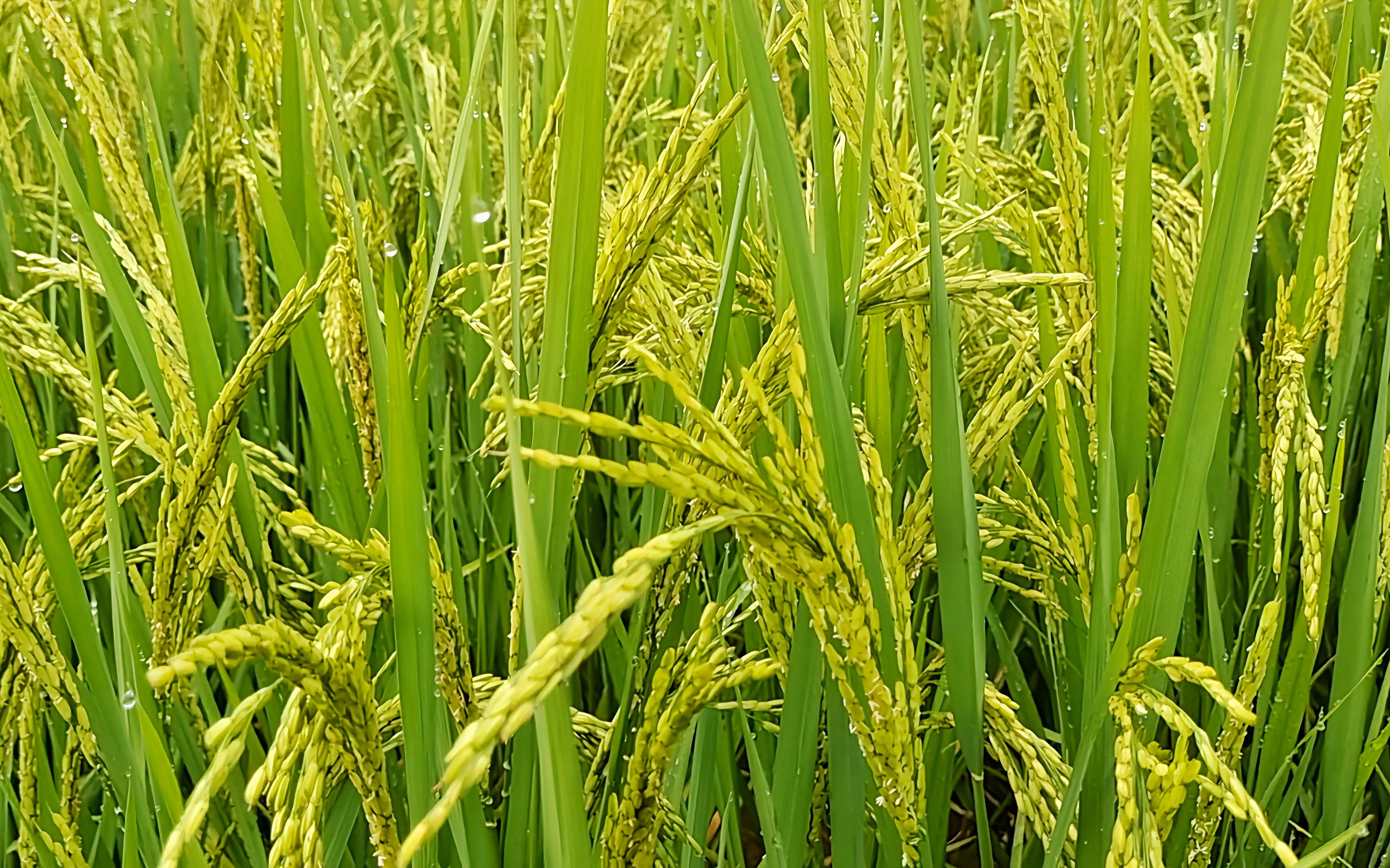 水稻扬花抽穗期很关键,赶紧这样操作起来,后期水稻饱满产量高