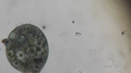 水中浮游生物