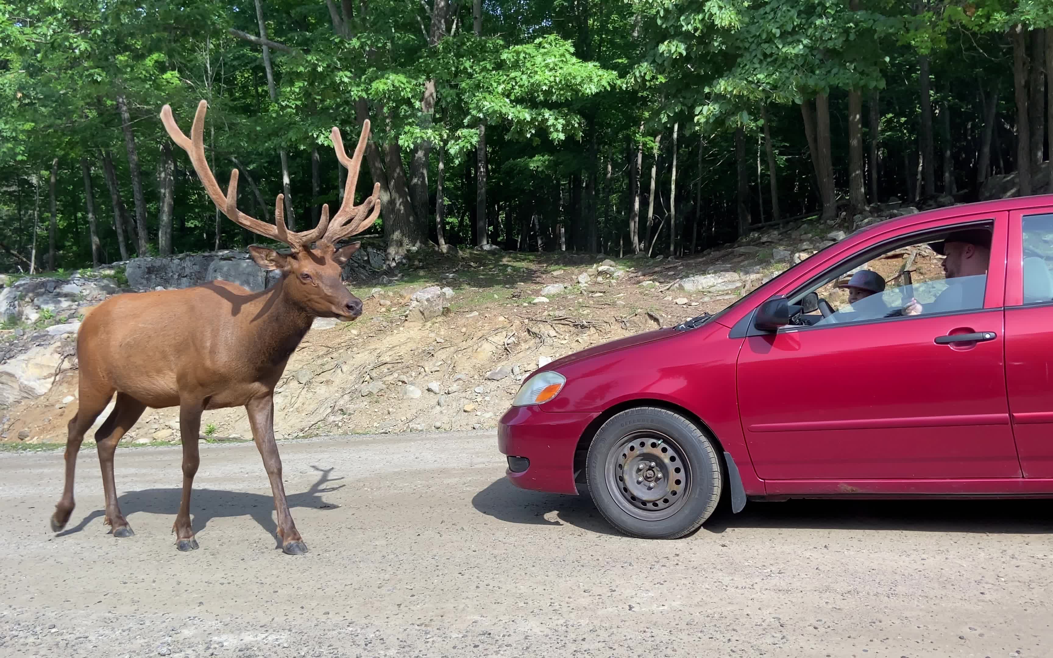 北美雄性麋鹿与小轿车的对比