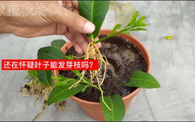 谁能想到,一片柠檬叶子竟然能长成一棵柠檬树?哔哩哔哩bilibili