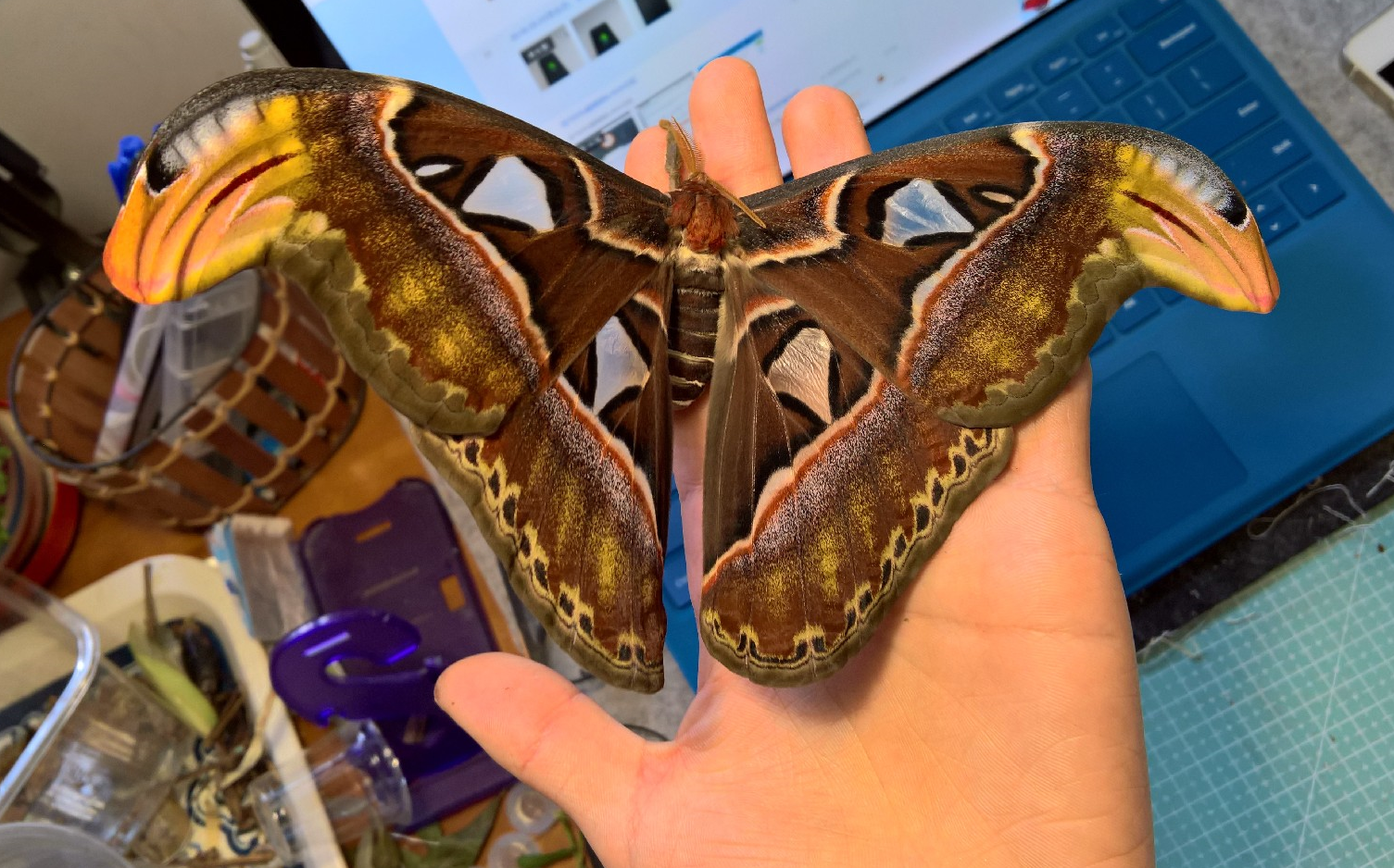 当新羽乌桕大蚕蛾与巴布亚某斧螳相遇