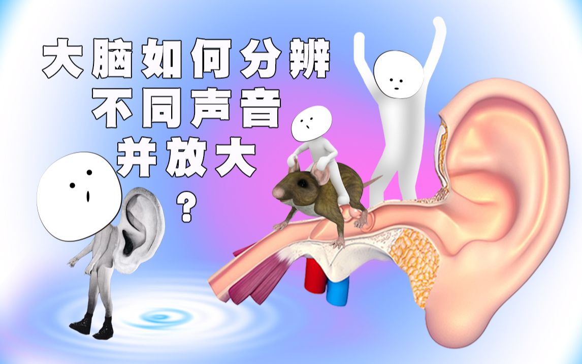 活动  大脑是如何分辨出不同声音并放大的?